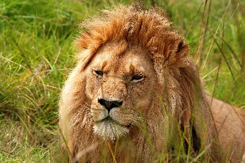 Un gruppo di zebre e di topi (antilopi) riuniti, che pascolano sotto gli alberi di acacia nella savana.