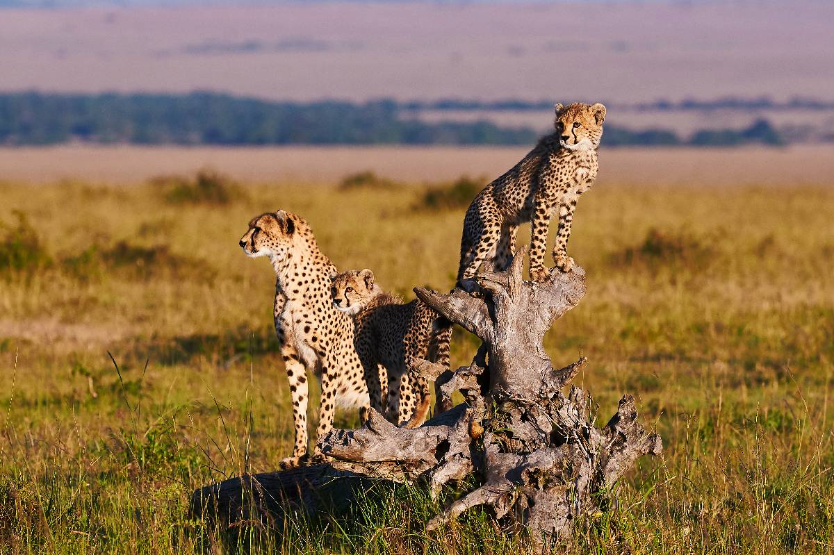 Famiglia di ghepardi su un termitaio nella savana del Maasai Mara all'alba, una scena classica di fauna selvatica