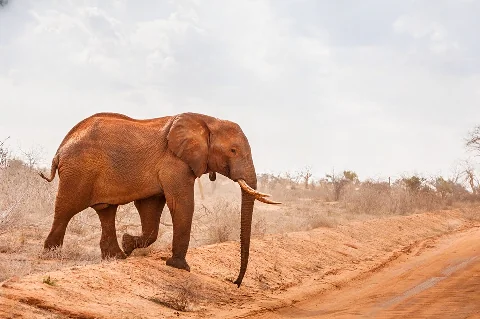 Elefante dalle sfumature rosse che scende da una pista polverosa in una macchia arida, con zanne ben visibili