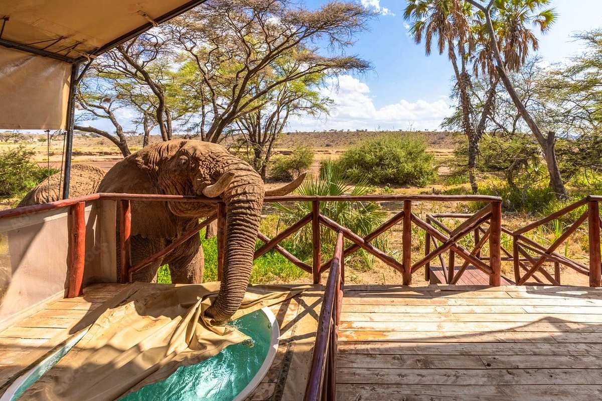Curioso elefante che allunga la proboscide oltre il terrazzo di un campo tendato verso un abbeveratoio durante un safari