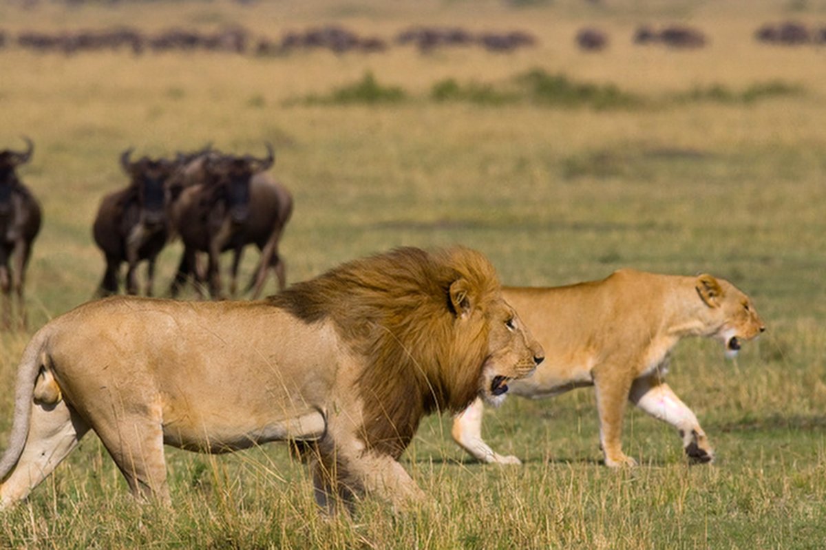 Un leone maschio e una leonessa camminano attraverso la savana aperta, con una mandria di gnu che si raduna in lontananza.