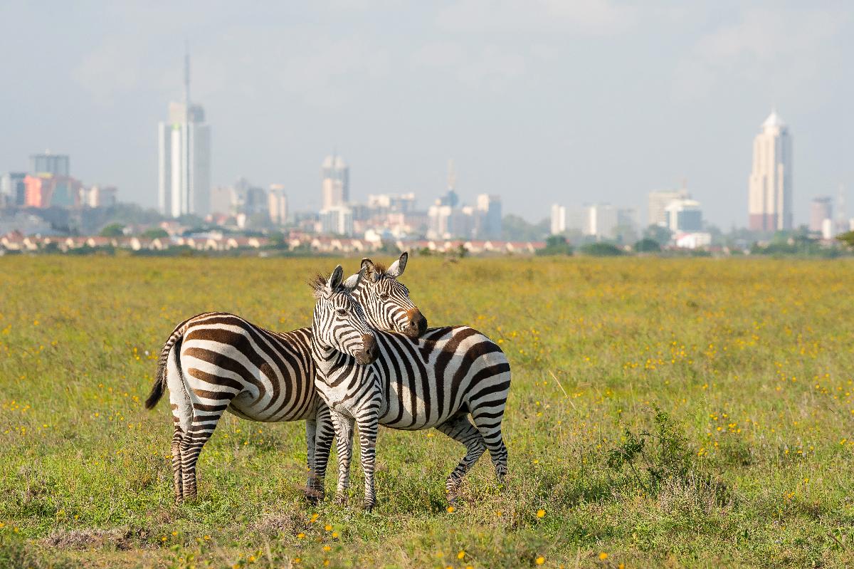 Due zebre che si sfiorano il muso in una pianura di fiori selvatici gialli, con lo skyline di Nairobi sfocato sullo sfondo — Parco Nazionale di Nairobi.