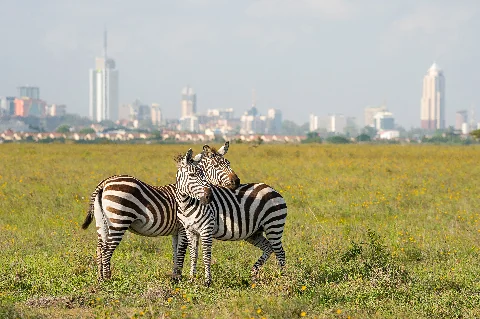Due zebre che si sfiorano il muso in una pianura di fiori selvatici gialli, con lo skyline di Nairobi sfocato sullo sfondo — Parco Nazionale di Nairobi.
