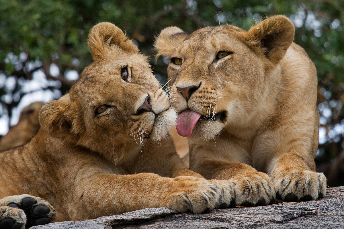 Due cuccioli di leone che si coccolano e si puliscono a vicenda in un santuario per la fauna selvatica