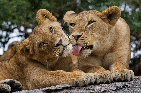 Due cuccioli di leone che si coccolano e si puliscono a vicenda in un santuario per la fauna selvatica