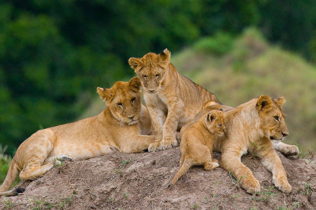 Branco di leoni con cuccioli che riposano su un termitaio — Punto forte del safari Untamed di 7 giorni