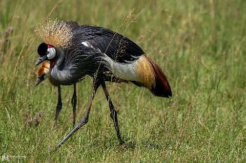 Grey crowned crane in the grasslands of the Maasai Mara