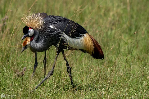 Grulla coronada gris y polluelo en la alta hierba de la sabana en el Parque Nacional Amboseli — Safari de 2 días al Parque Nacional Amboseli desde Nairobi