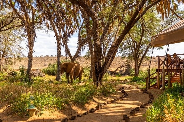 Sentiero del campo tendato con un elefante che pascola sotto gli alberi di acacia — Safari faunistico di 4 giorni ad Aberdare e Samburu