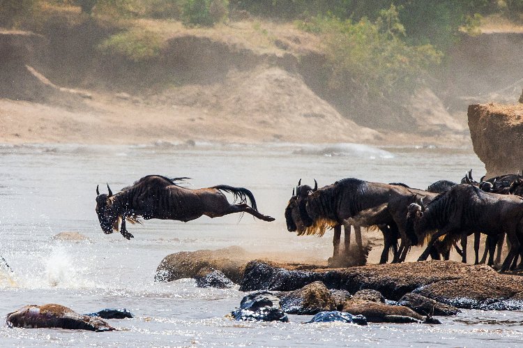 Gnu che balzano in un fiume durante la Grande Migrazione — in evidenza nel safari di 10 giorni in Kenya