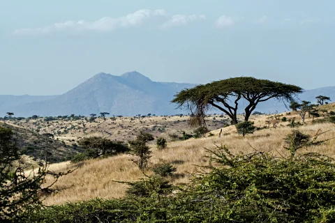 Rolling savanna hills with an umbrella acacia tree and distant mountains in the Aberdare region