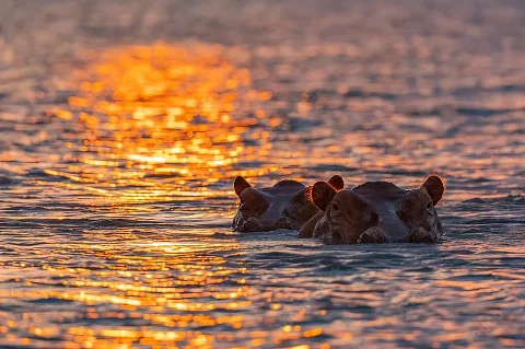 Ippopotami parzialmente immersi al tramonto, occhi e orecchie che emergono dall'acqua dorata