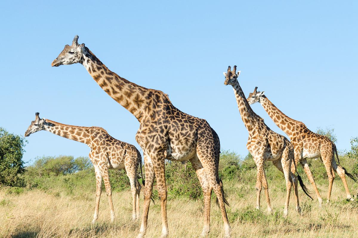 Un gruppo di giraffe che avanza a grandi passi attraverso la savana aperta sotto un cielo azzurro e terso