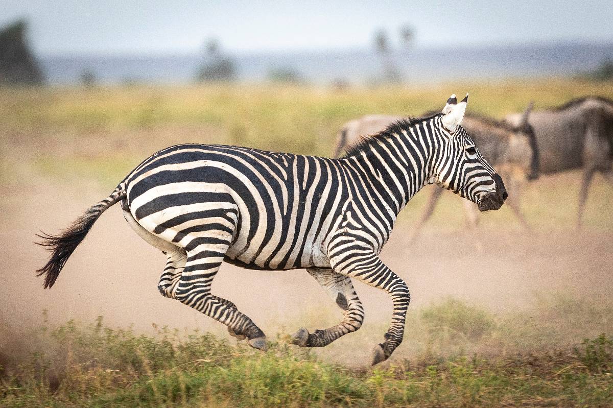 Un branco di leoni riposa su una roccia, con un veicolo da safari e fotografi che osservano nelle vicinanze.