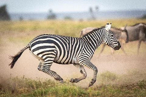 Un branco di leoni riposa su una roccia, con un veicolo da safari e fotografi che osservano nelle vicinanze.