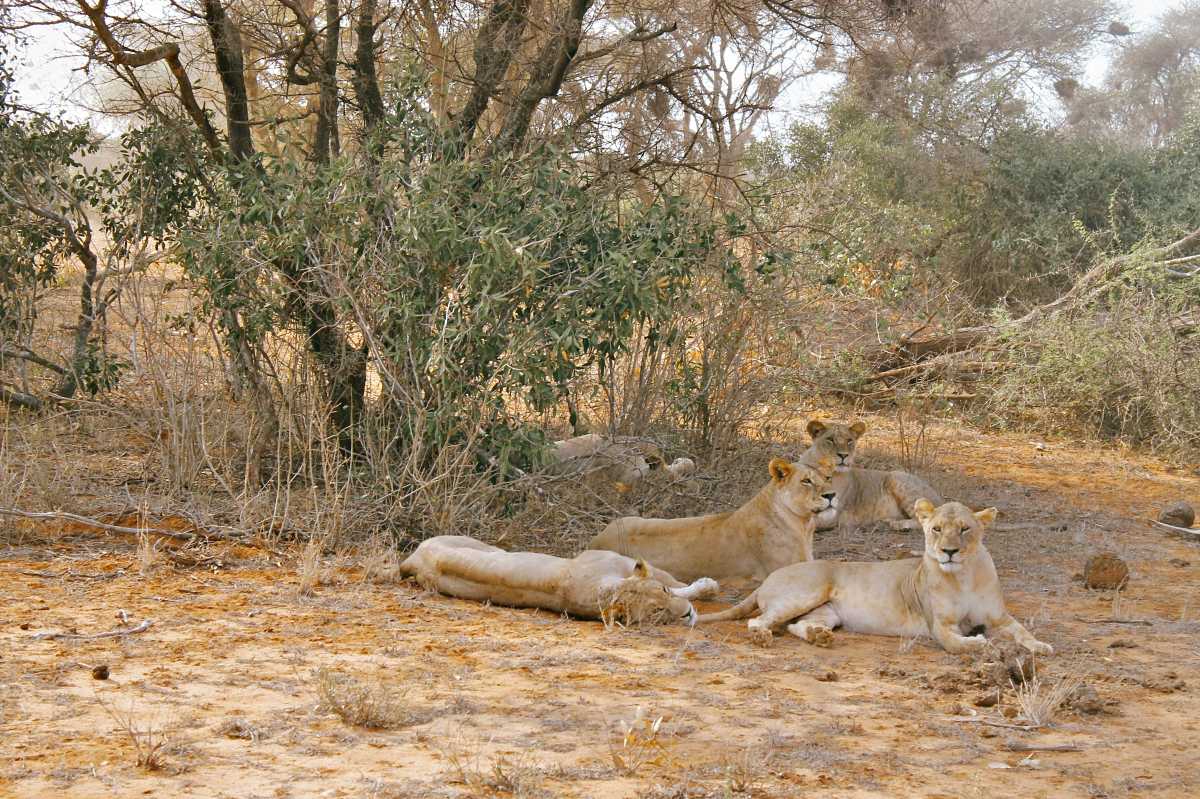 Lioness and two cubs resting in the shade of thorny bushes in Tsavo East
