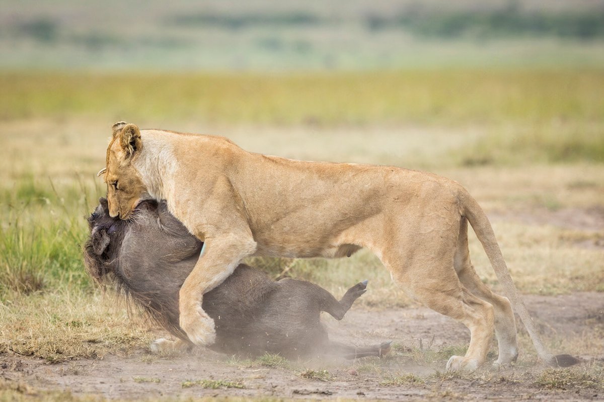 Leonessa che mette a terra un gnu in una drammatica scena di caccia nella Maasai Mara