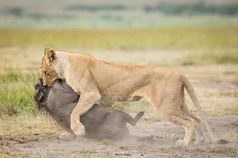Leonessa che mette a terra un gnu in una drammatica scena di caccia nella Maasai Mara