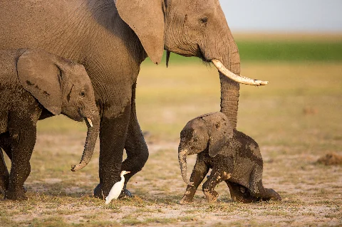 Una madre elefante e due piccoli attraversano una pianura secca, con un airone guardabuoi bianco nelle vicinanze ad Amboseli