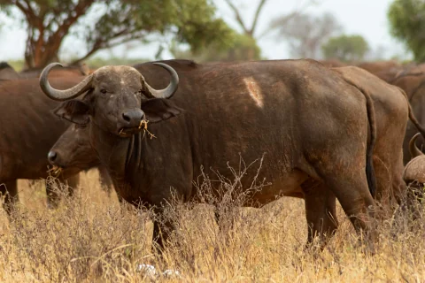Cape buffalo grazing in dry savanna with herd and acacia trees — scene from the 3-Day Tsavo East Safari from Malindi