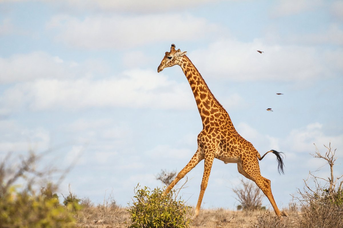 Una giraffa che attraversa una savana aperta sotto un cielo azzurro, con il suo elegante collo lungo ben visibile.