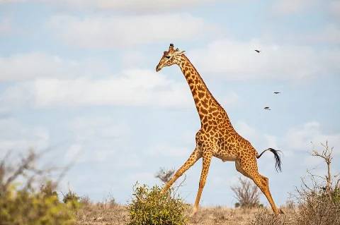 Una giraffa che attraversa una savana aperta sotto un cielo azzurro, con il suo elegante collo lungo ben visibile.