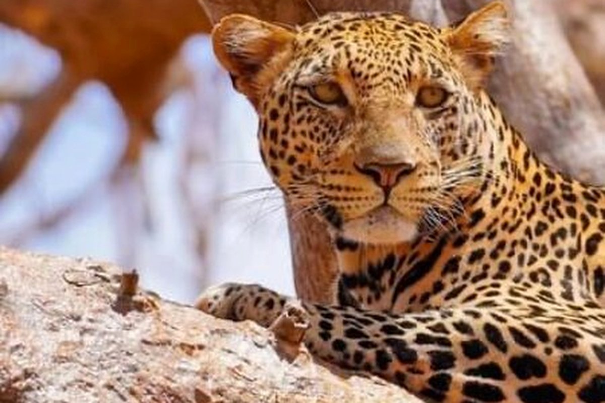 Primo piano di un leopardo che riposa su un ramo a Tsavo — un avvistamento d'eccellenza dei Big Five durante il safari di 3 giorni a Tsavo Est e Ovest