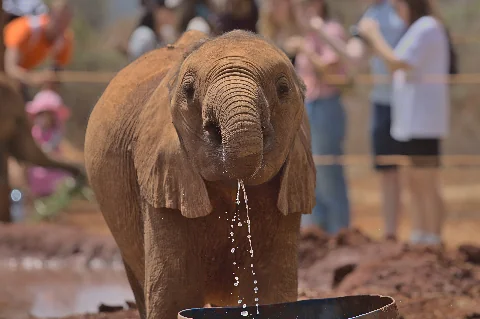 Giovane elefante che beve, acqua che gocciola dalla sua proboscide nell'orfanotrofio per elefanti