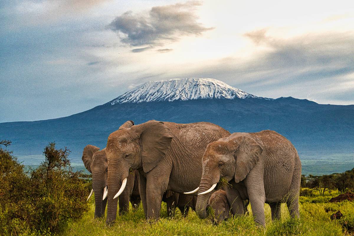 Un branco di elefanti che pascola con la cima innevata del Monte Kilimanjaro sullo sfondo, Parco Nazionale Amboseli
