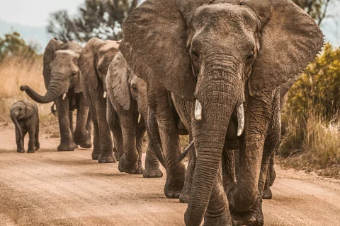 Line of African elephants walking along a dusty track in Tsavo East, Kenya — 3-Day Tsavo East Safari from Malindi.
