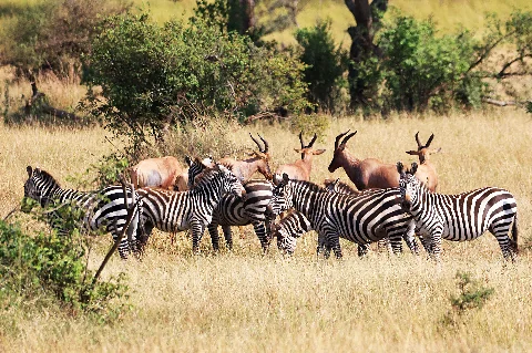 Un ghepardo seduto, in allerta, su una roccia bassa, osserva la Maasai Mara sotto un cielo di un azzurro pallido.