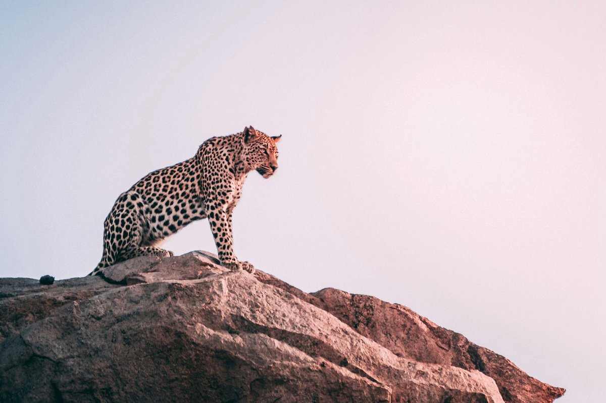 Leopard perched on a rocky outcrop at dusk in Tsavo East, Kenya — 3-Day Tsavo East Safari from Malindi.