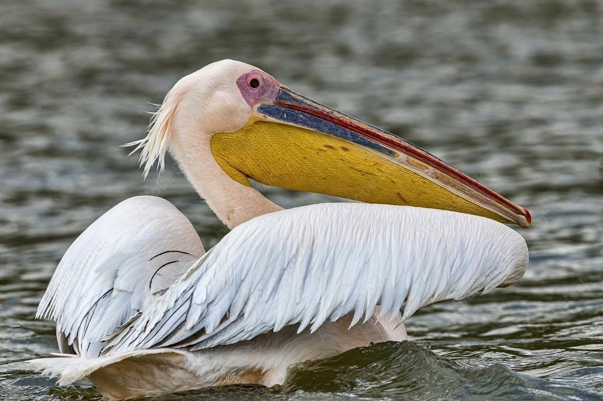 Grande pellicano bianco che galleggia su un lago della Rift Valley, mostrando il suo becco colorato e il piumaggio bianco.