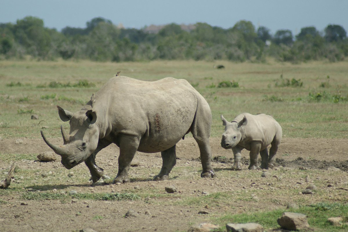 White rhino mother and calf walking across dry savanna with scattered trees, scene from the 5-Day Samburu, Solio & Ol Pejeta Rhino Safari from Nairobi