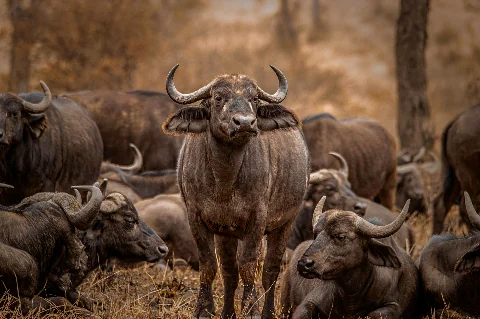 Close-up of a Cape buffalo with curved horns in a crowded herd on dry savannah — Ol Pejeta, 4-Day Solio, Aberdare & Ol Pejeta Rhino Safari from Nairobi
