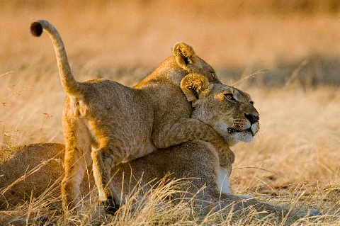Cucciolo di leone che si arrampica sulla madre tra l'erba dorata al tramonto — Safari panoramico di 7 giorni attraverso i paesaggi del Kenya