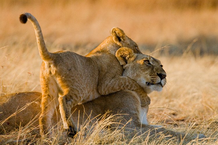 Cucciolo di leone che si arrampica sulla madre tra l'erba dorata al tramonto — Safari panoramico di 7 giorni attraverso i paesaggi del Kenya