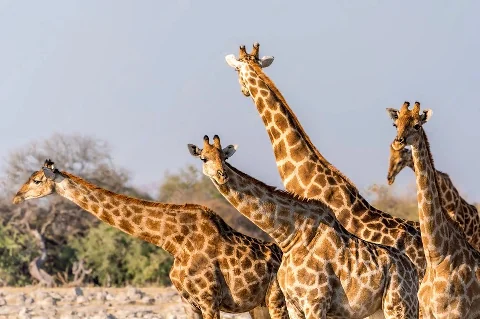 Piccolo gruppo di giraffe che si ergono sulla vasta savana durante un safari a Samburu