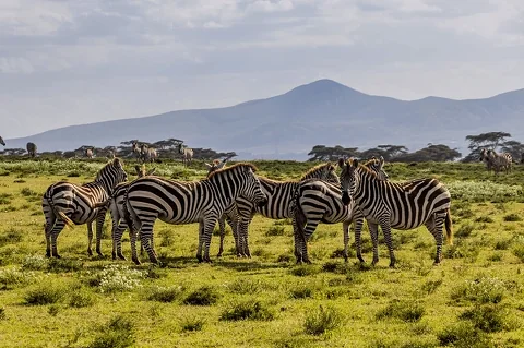 Un branco di zebre pascola in una vasta prateria aperta con alberi di acacia e colline in lontananza a Crescent Island