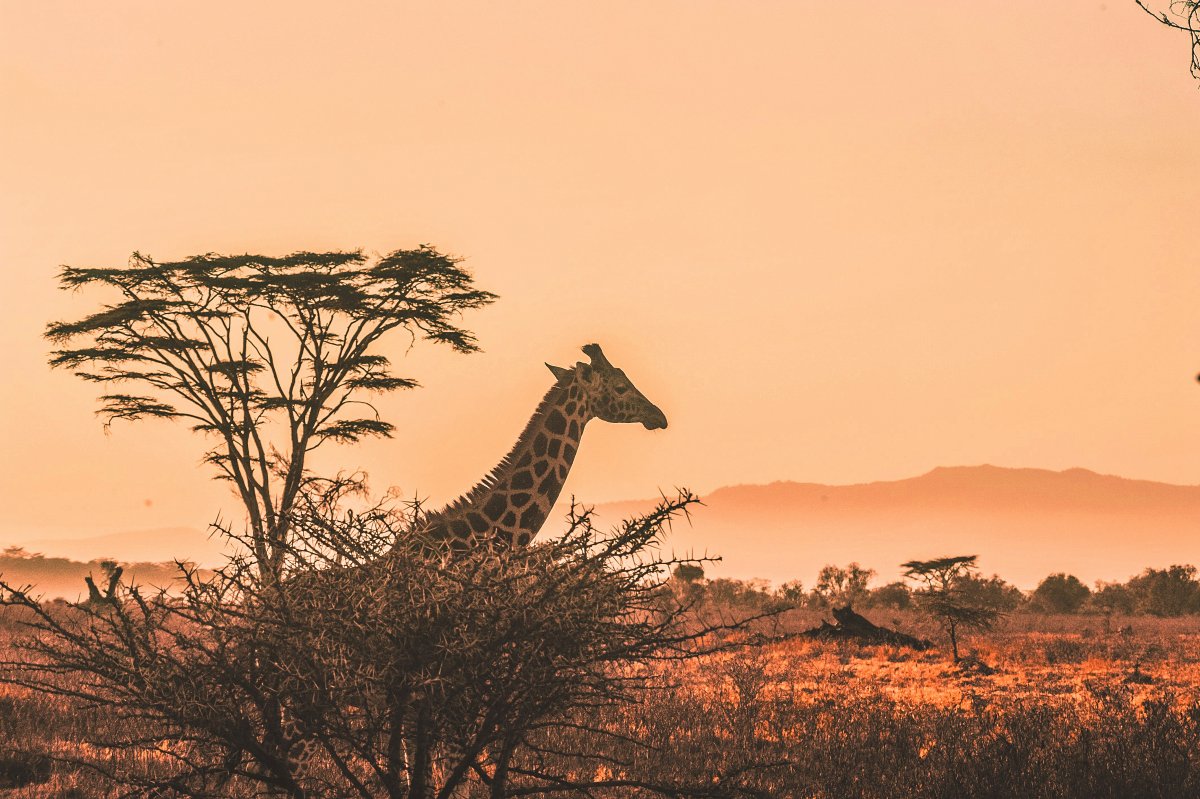 Giraffe framed by an acacia tree at sunset over the golden Tsavo plains